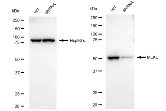 KVAb01503