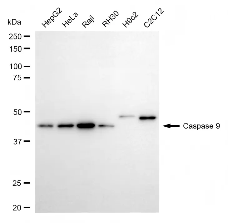 KVAb01935