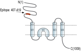 immunogen
