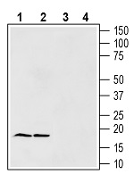 Western blot analysis of rat brain lysates (lanes 1 and 3) and mouse brain lysates (lanes 2 and 4):