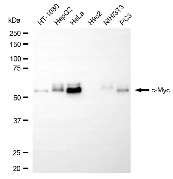 KVAb01724