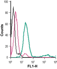 Cell surface detection of P2RY12 in live intact mouse BV-2 microglia cells: