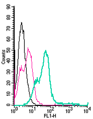 Cell surface detection of Nogo Receptor in live intact mouse BV-2 microglia cells: