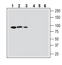 Western blot analysis human HepG2 hepatocellular carcinoma cell line lysate (lanes 1 and 4), mouse BV-2 microglia cell line lysate (lanes 2 and 5) and human MEG-01 megakaryoblastic leukemia cell line lysate (lanes 3 and 6):