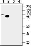 Western blot analysis of mouse BV-2 microglia cell line (lanes 1 and 3) and human HMC3 microglia cell line (lanes 2 and 4) lysates :