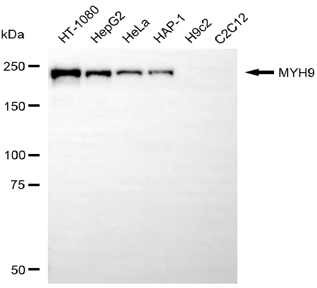 KVAb00421