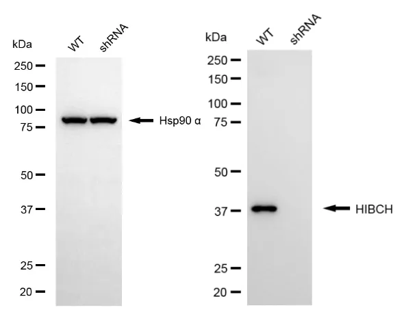 KVAb00540
