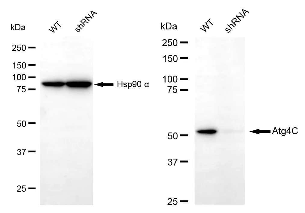 KVAb01269
