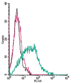 Cell surface detection of α 2A -Adrenergic Receptor by indirect flow cytometry in live intact human MEG-01 megakaryocytic leukemia cells: