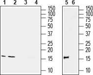 Western blot analysis of rat spleen (lanes 1 and 3), rat testis (lanes 2 and 4) and mouse spleen (lanes 5 and 6) lysates: