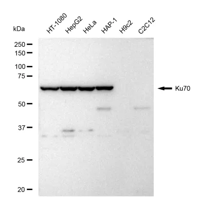 KVAb01152