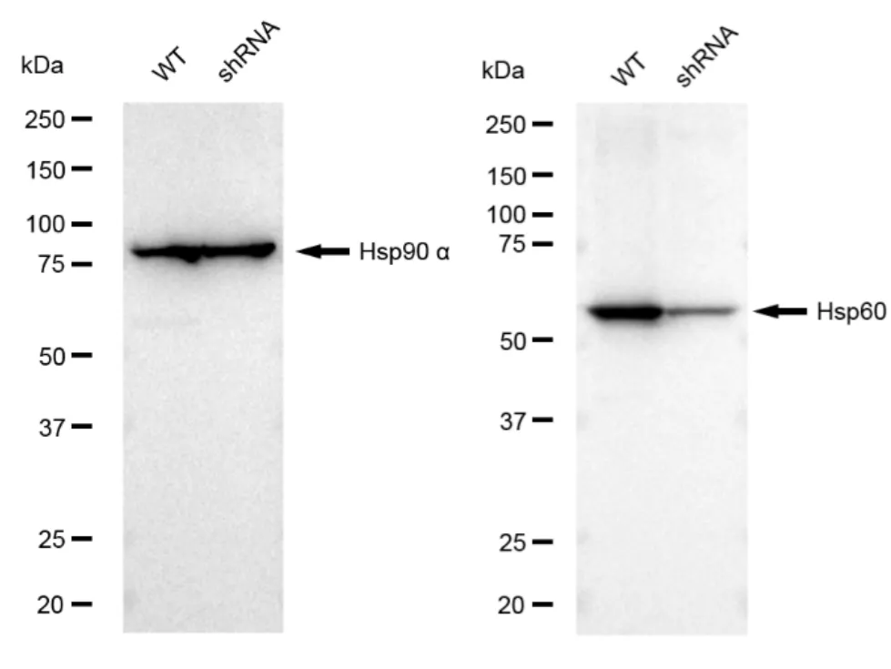 KVAb01517