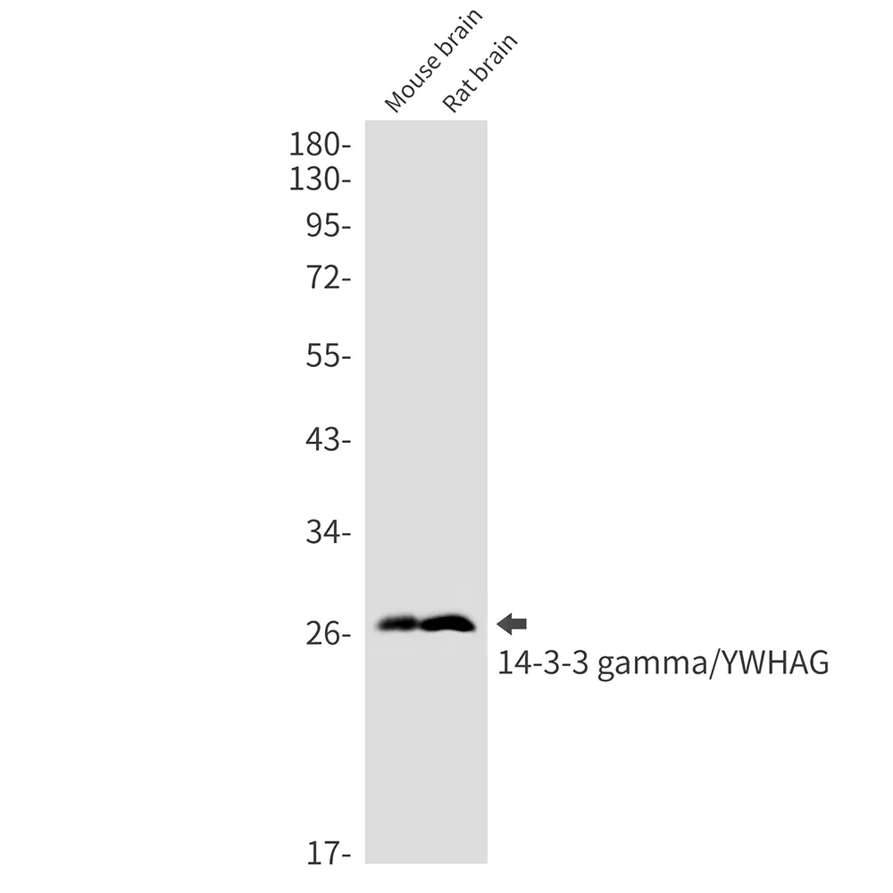 AMRe02881