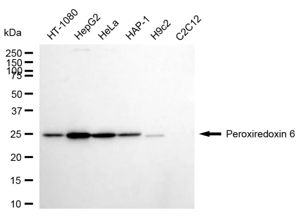 KVAb00964