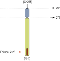 immunogen