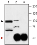 Immunoprecipitation of rat cerebellum lysates: