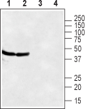 Western blot analysis of rat (lanes 1 and 3) and mouse (lanes 2 and 4) brain lysates: