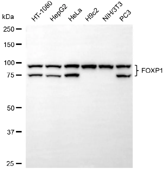 KVAb01613