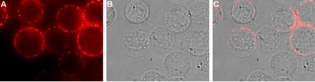 Expression of EMR1 in rat RBL cells