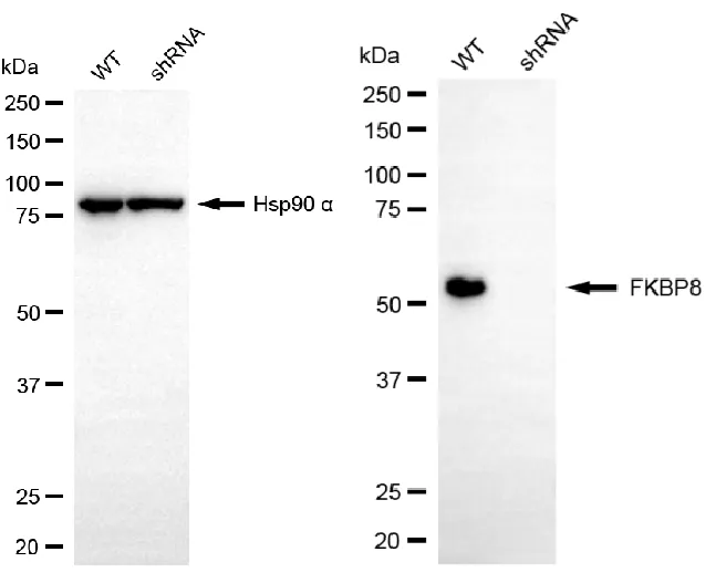 KVAb01574