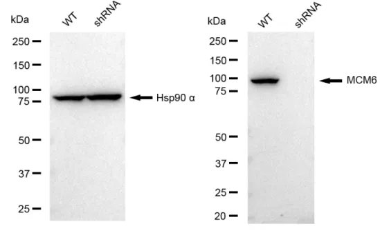 KVAb01805