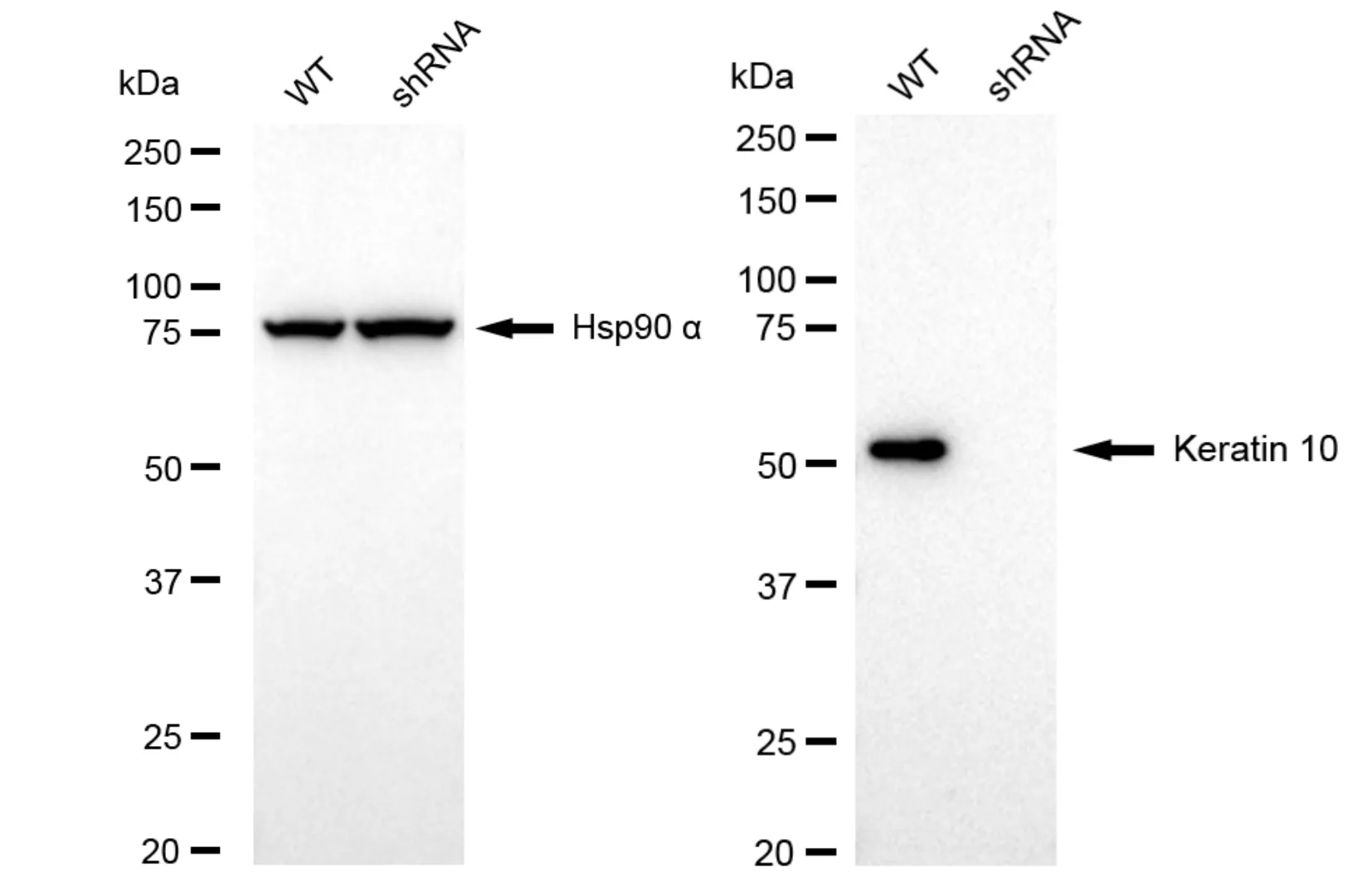 KVAb01050