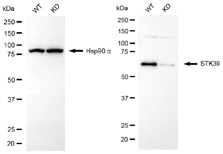 KVAb01298