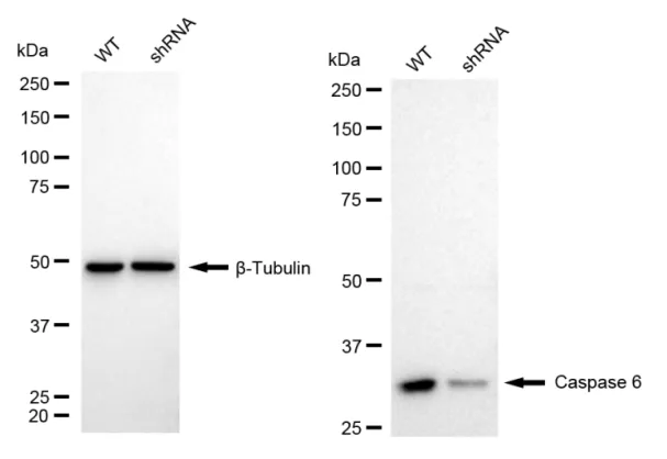 KVAb01037