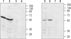 Western blot analysis of rat heart (lanes 1 and 3), rat kidney (lanes 2 and 4), human Jurkat acute T cell leukemia (lanes 5 and 7) and mouse WEHI B cell lymphoma (lanes 6 and 8)