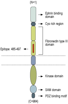 immunogen