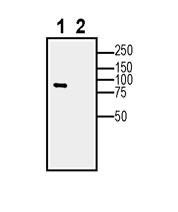 Western blot analysis of human U-87 MG glioblastoma cell line lysate (lane 1) and U-87 MG-derived purified exosomes (lane 2)