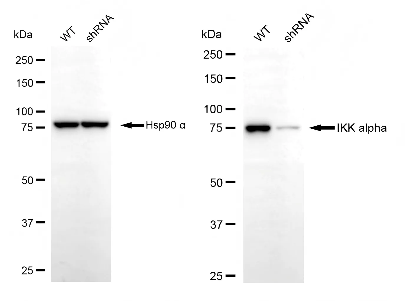 KVAb01610