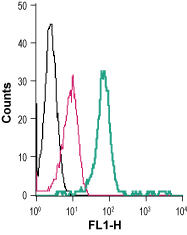 Cell surface detection of P2RX7 in live intact human THP-1 monocytic leukemia cells: