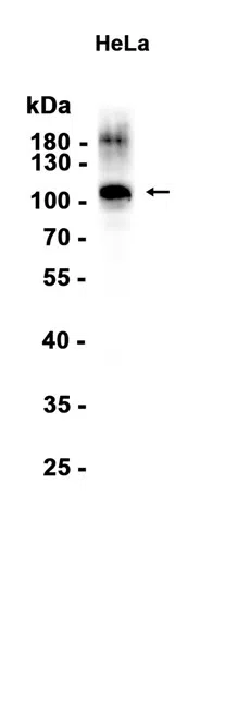 AMRe86605