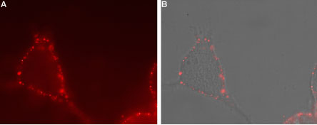 Expression of TRPV4 in human U-87 cells