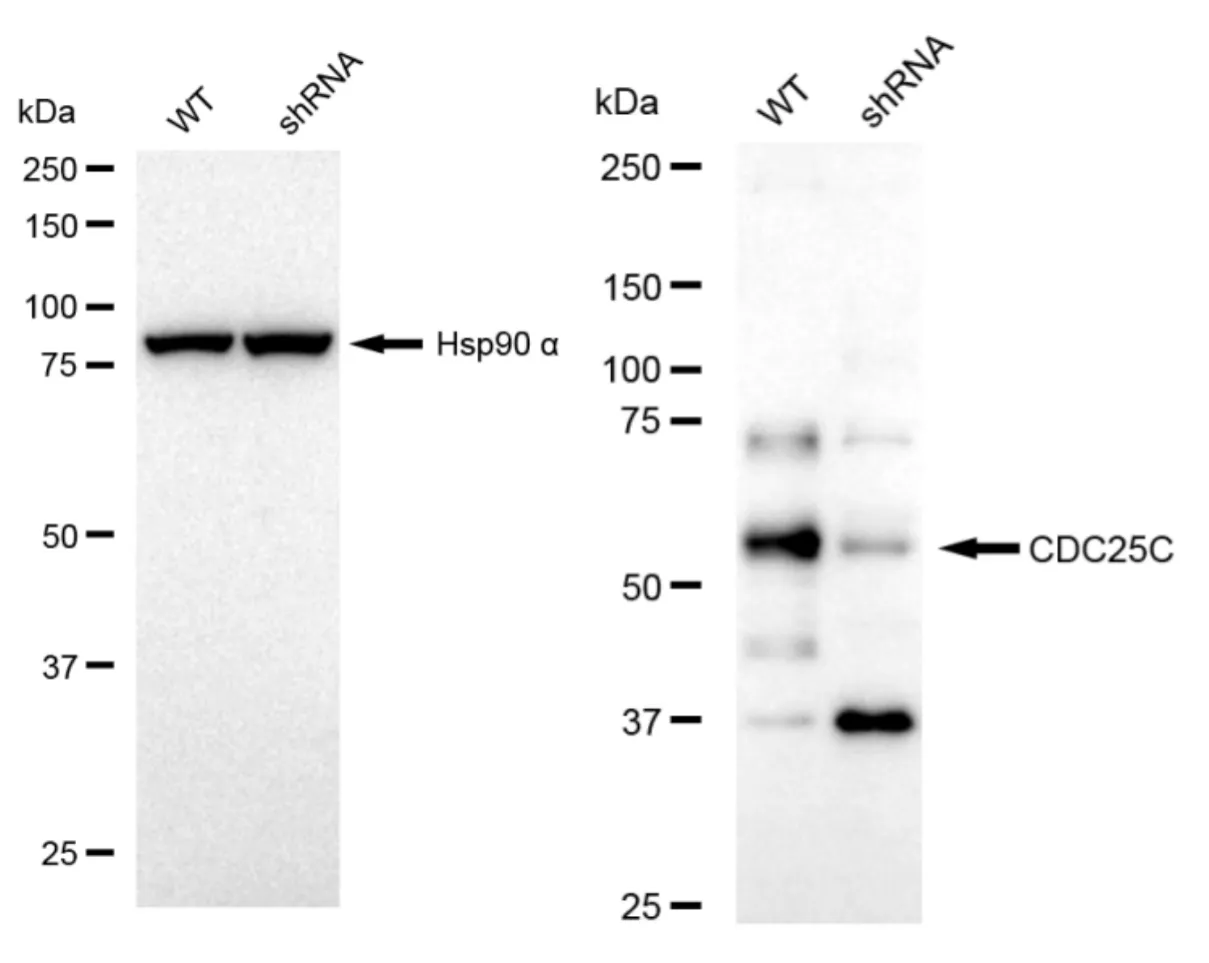 KVAb01601