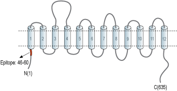 immunogen