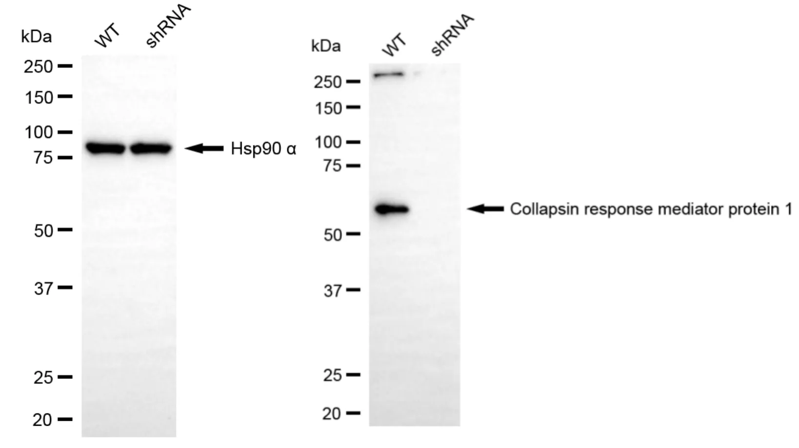 KVAb01661
