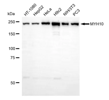 KVAb01855