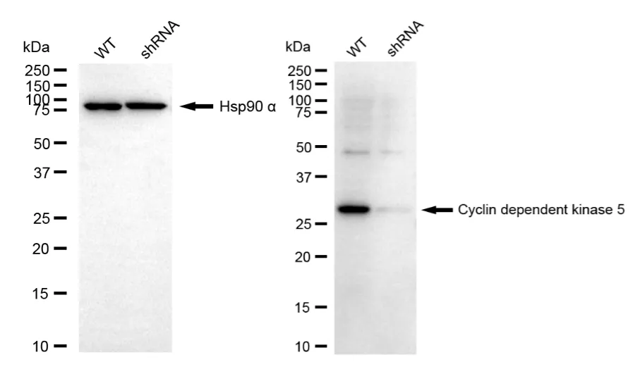 KVAb01901