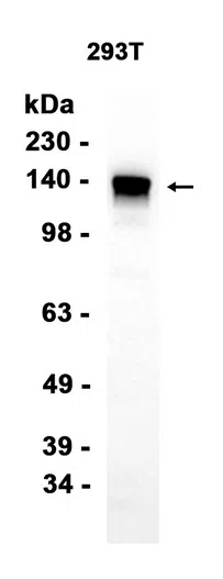 AMRe86950