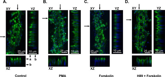 PKA activation causes TRPV4 subcellular translocation.
