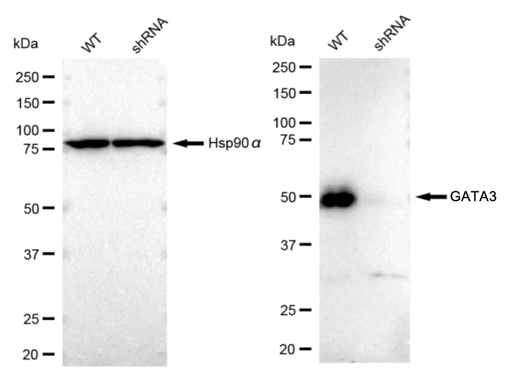 KVAb01063