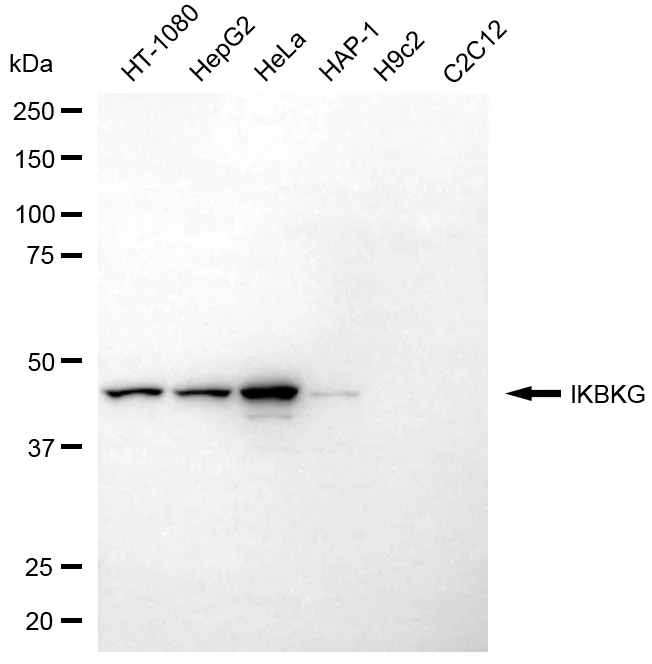 KVAb00406