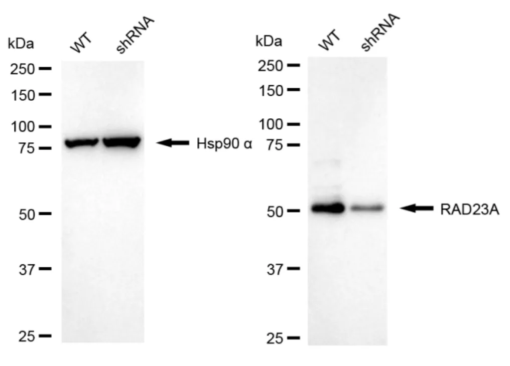 KVAb00951