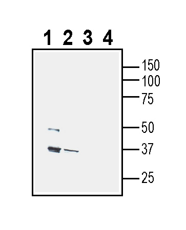 Western blot analysis of rat brain lysate (lanes 1 and 3) and mouse brain lysate (lanes 2 and 4):