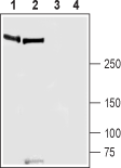 Western blot analysis of rat lung (lanes 1 and 3) and mouse lung (lanes 2 and 4) lysates: