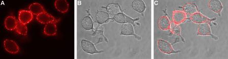 Expression of EAAT1 in human U-87 MG cells