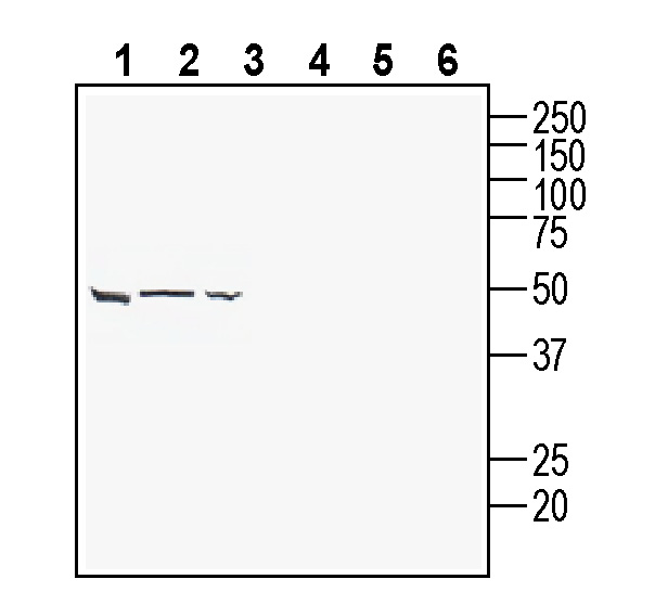 Western blot analysis of human PANC-1 pancreatic duct carcinoma cell line lysate (lanes 1 and 4), human U-87 MG glioblastoma cell line lysate (lanes 2 and 5) and human Jurkat T-cell leukemia cell line lysate (lanes 3 and 6):