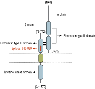 immunogen